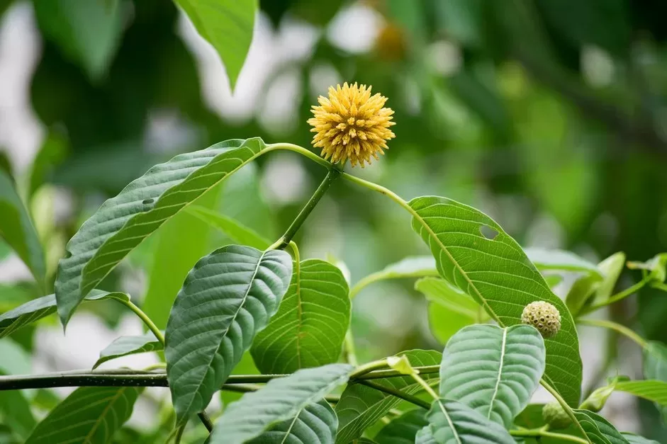 Kratom Effects